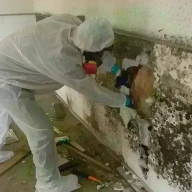 Mold Remediation and Removal in Girard, IL